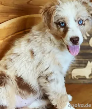 Mini Autralian Shepherd 