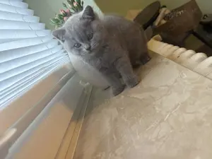 2 süße BKh Kitten abzugeben
