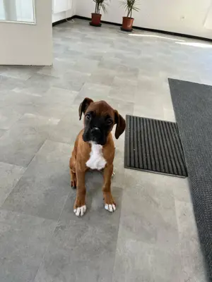 Deutscher Boxer