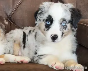 Mini Australian Shepherd -Blue Merle 