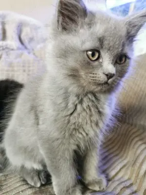 Bkh mix Kitten 12 Wochen alt