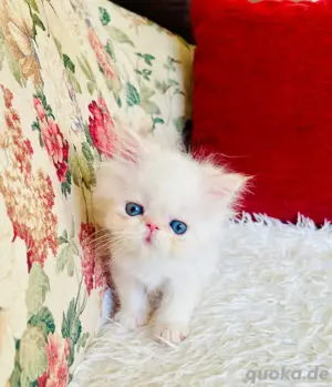 persser Baby Katze  mit Nase