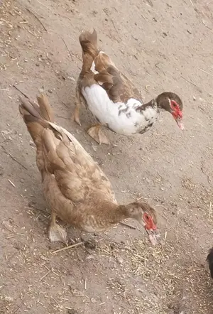 Warzenenten Enten 