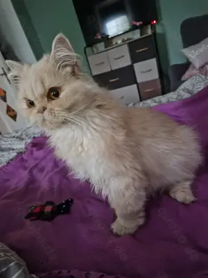 Britisch Langhaar Kater