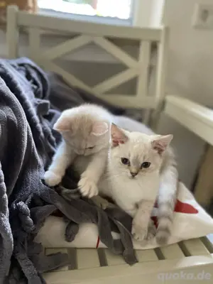BKH Kitten   