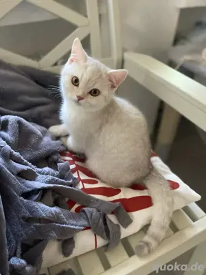 BKH Kitten   