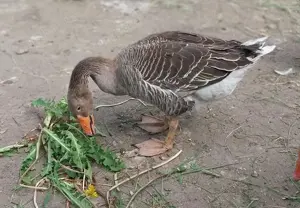Ein Gänse Pärchen, Toulouser Gans Mix 