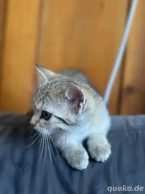 Bkh Mix Katze 