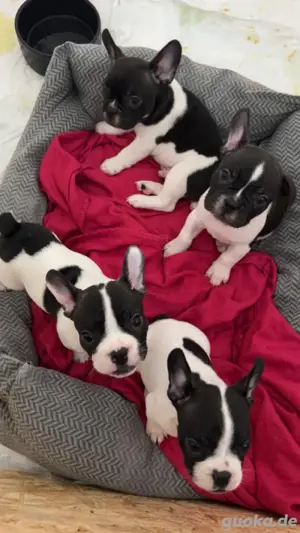 Süße Französische Bulldoggen Welpen 