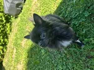 Chihuahua Langhaar Deckrüde 