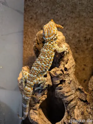 tokeh Gecko (Gecko Gekko)