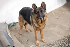 *GIBSY- die Schäferhündin schätzt die Gegenwart von Menschen