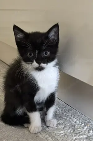 Sehr süßes Katzenbaby zu verkaufen 