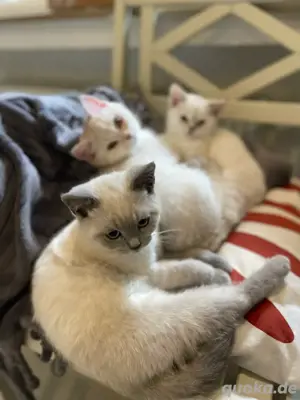 BKH Kitten   