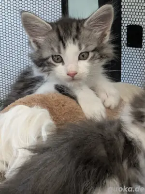 Oskar, Maine Coon Kitten 