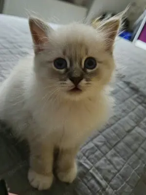 Heilige birma kitten kater