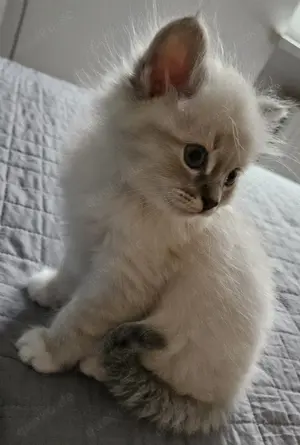 Heilige birma kitten kater Bild 3