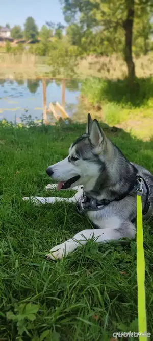 husky such sein zu Hause 