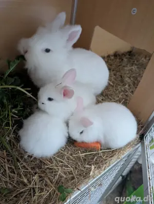 3 Löwenköpfchen  Minilop Hasen 
