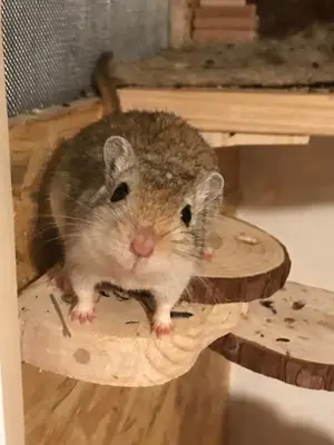 Rennmäuse in Murnau M W Wüstenrennmaus Gerbil Bild 2