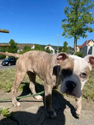 Wunderschöne Old englisch Bulldog 