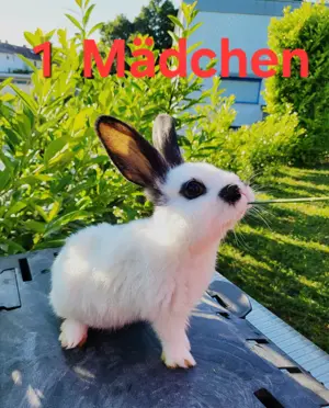 Junge Deutsche Riesen  - zahm & liebevoll 