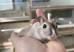 Rennmäuse in Murnau M W Wüstenrennmaus Gerbil Bild 3