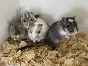 Rennmäuse in Murnau M W Wüstenrennmaus Gerbil Bild 4