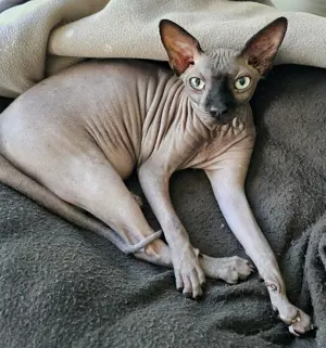 Kanadischer Sphynx (5Jahre alt)