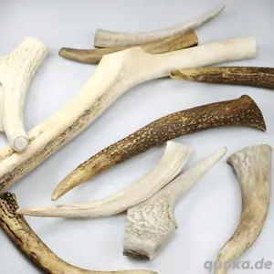 Hirsch Geweihe - Rothirschgeweihe - Krone Gehörn Geweihstange Deko basteln