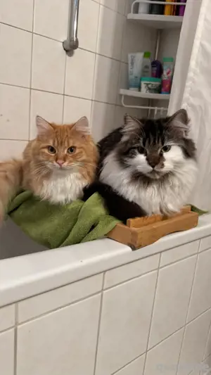Kater zusammen abzugeben