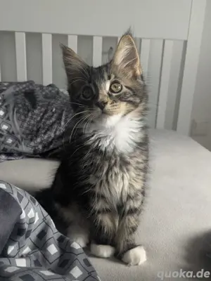 Elvis, Maine Coon Kater 