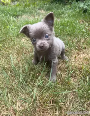Chihuahua Welpen abzugeben 
