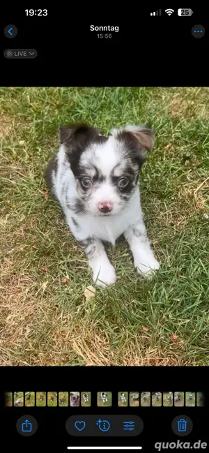 Chihuahua Welpen abzugeben