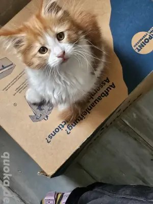 XL Maine Coon Katerchen