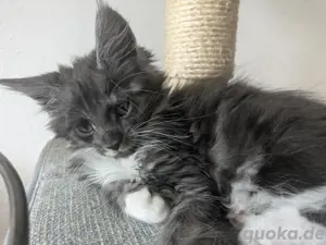 Elsa, Maine Coon Mädchen 