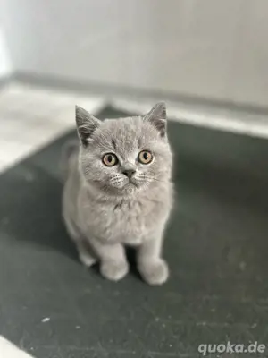BKH Kitten Blue