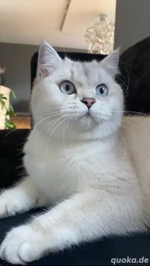 süße BKH Kitten