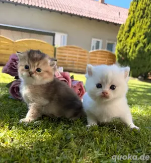 BKH kitten reinrassig black golden black silver vom Züchter