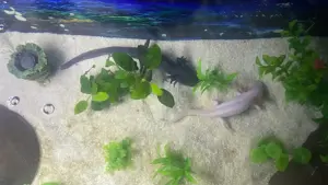 Axolotl Babys - weiß, dunkel und Gold gelb 