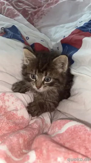 babykatze 