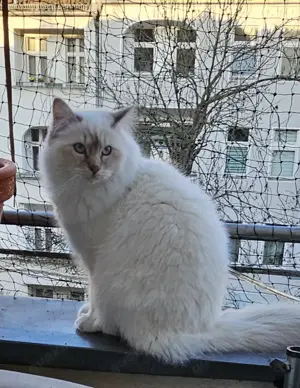 Deckkater Heilige Birma 