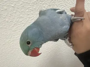 Halsbandsittich super zahm handaufzucht handzahm Papagei