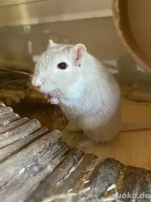 suche Rennmaus weibchen im alter von 2 jahren 