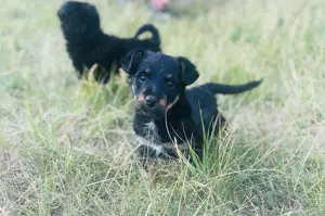Mini Yorkshire Terrier x Dackelmischlingswelpen