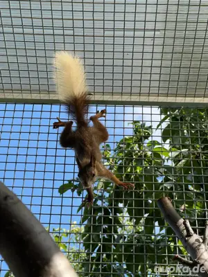 Europäisches oder japanisches Eichhörnchen gesucht   zu kaufen gesucht.