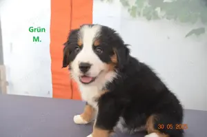 Berner Sennen Welpen