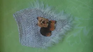 Yorki Chi Halstücher