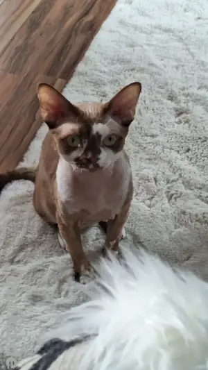 Deckkater mit Champion Titel 