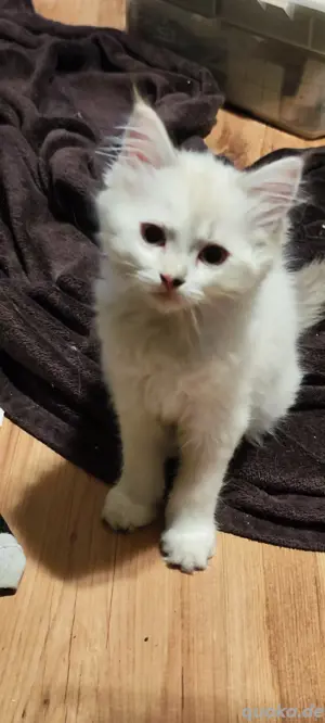 Ragdoll und Norwegische Waldkatze edelmix kitten 
